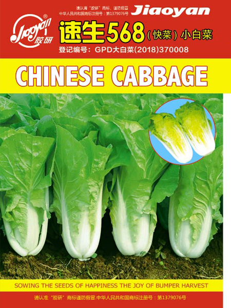 Fast-growing 568 (Fast Vegetable) Pakchoi——Fast-growing Pakchoi